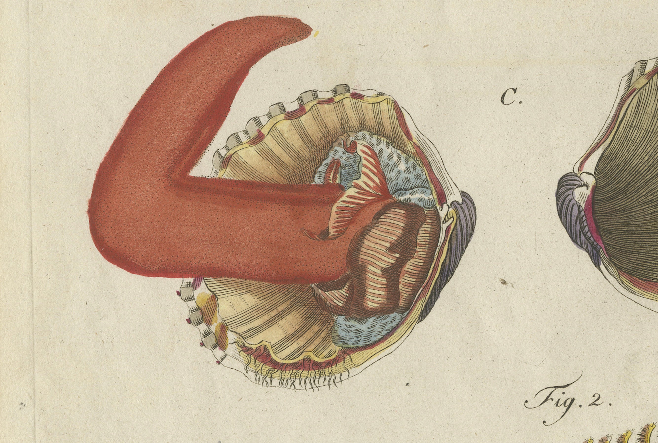 Original Antique Natural History Print of Shipworm and Sea Pen by Bertuch, 1800