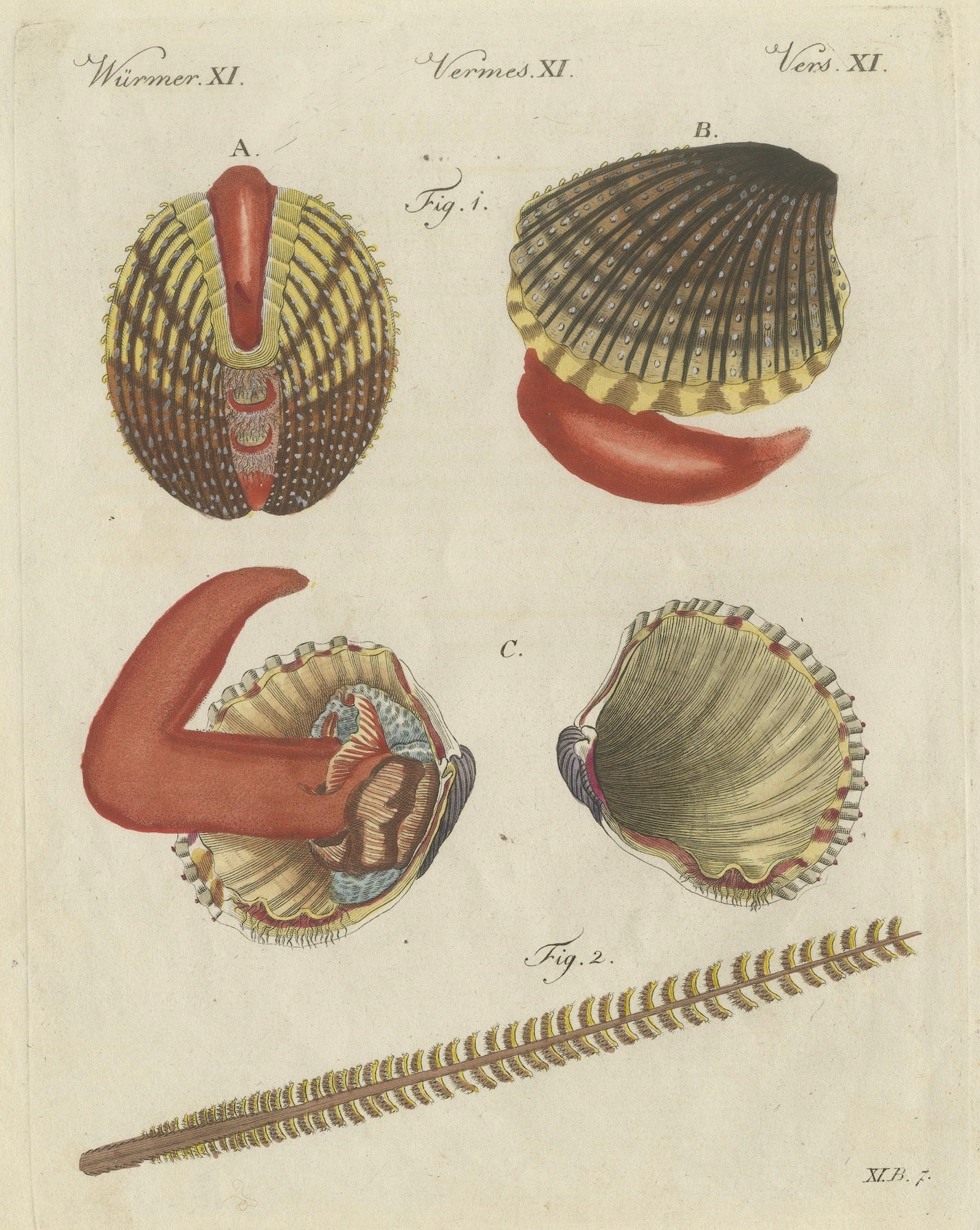 Original Antique Natural History Print of Shipworm and Sea Pen by Bertuch, 1800