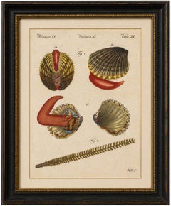 Original Antique Natural History Print of Shipworm and Sea Pen by Bertuch, 1800