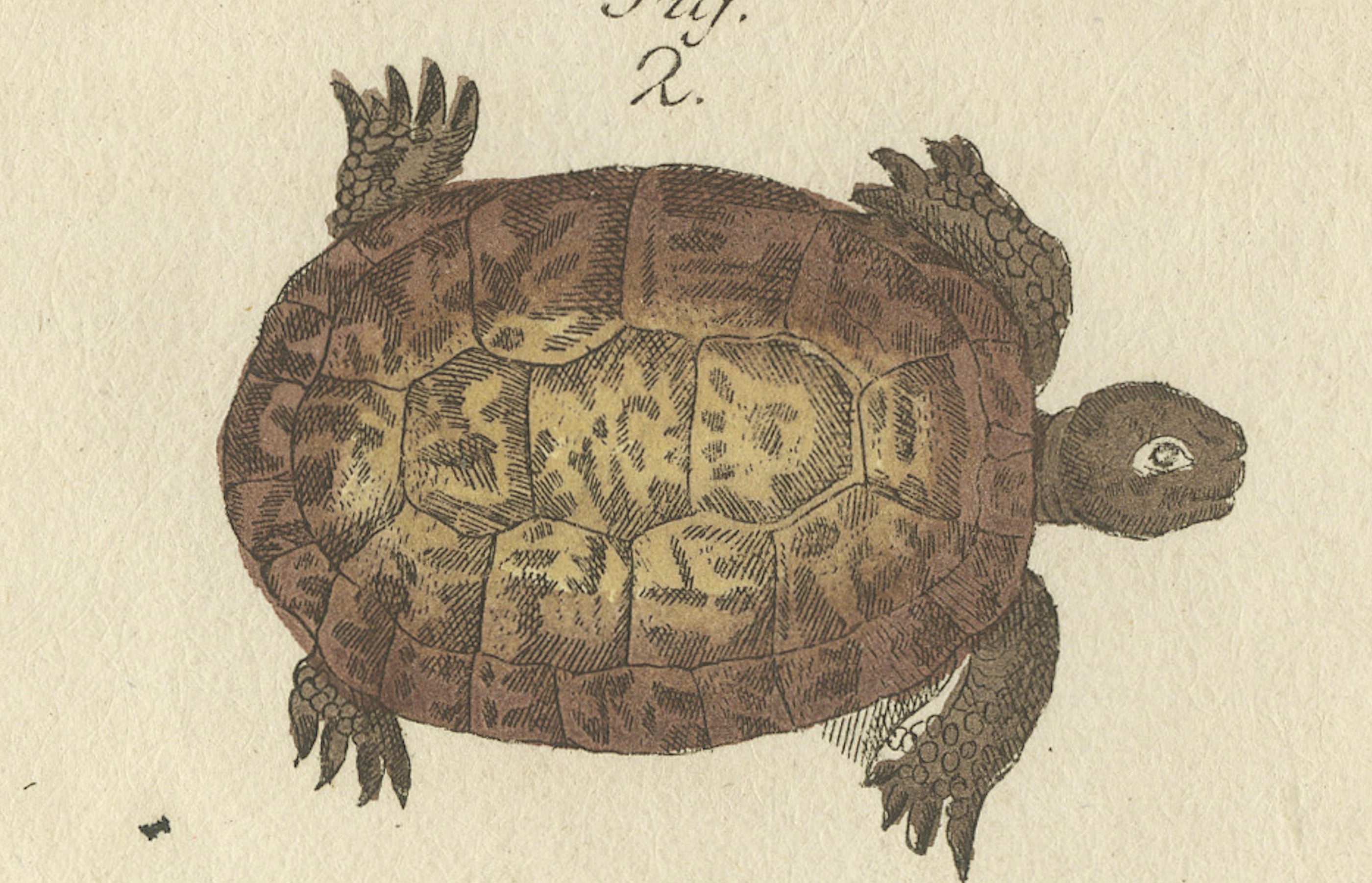 Original Antique Print of Sea Turtle and Freshwater Turtle by Bertuch, c. 1790
