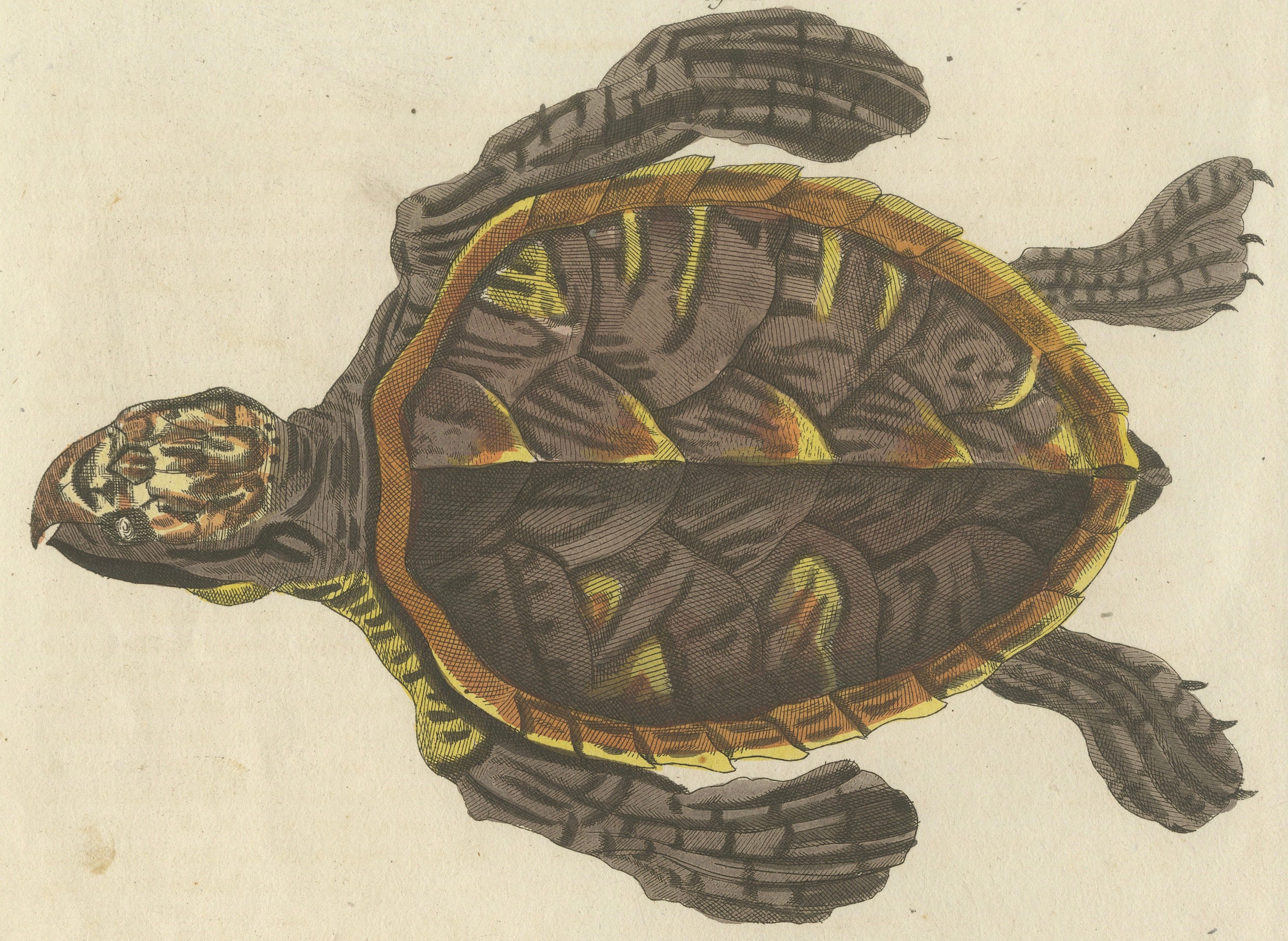 Original Antique Print of Sea Turtle and Freshwater Turtle by Bertuch, c. 1790