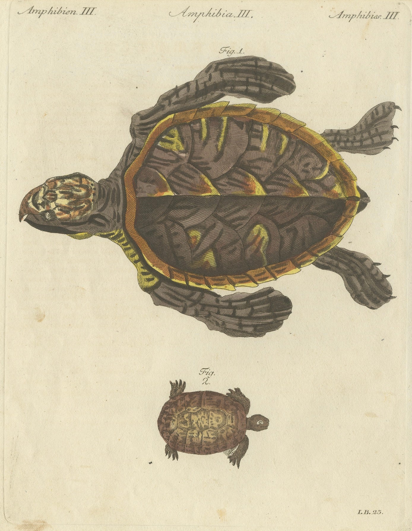 Original Antique Print of Sea Turtle and Freshwater Turtle by Bertuch, c. 1790