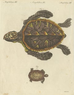 Original Antique Print of Sea Turtle and Freshwater Turtle by Bertuch, c. 1790