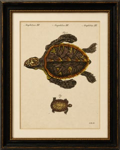 Original Antique Print of Sea Turtle and Freshwater Turtle by Bertuch, c. 1790