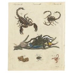 Original Antique Print of Tarantula, Spiders and Scorpions by Bertuch, c. 1790