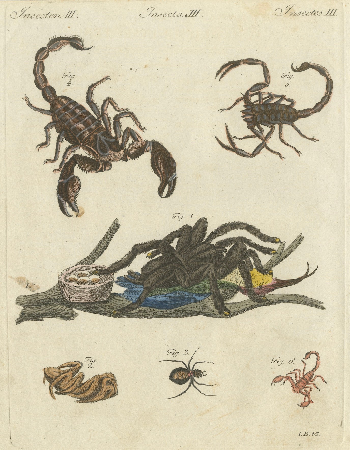 Gravure ancienne originale représentant une tarentule, des araignées et des scorpions, par Bertuch, vers 1790