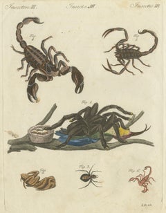Original Antique Print of Tarantula, Spiders and Scorpions by Bertuch, c. 1790