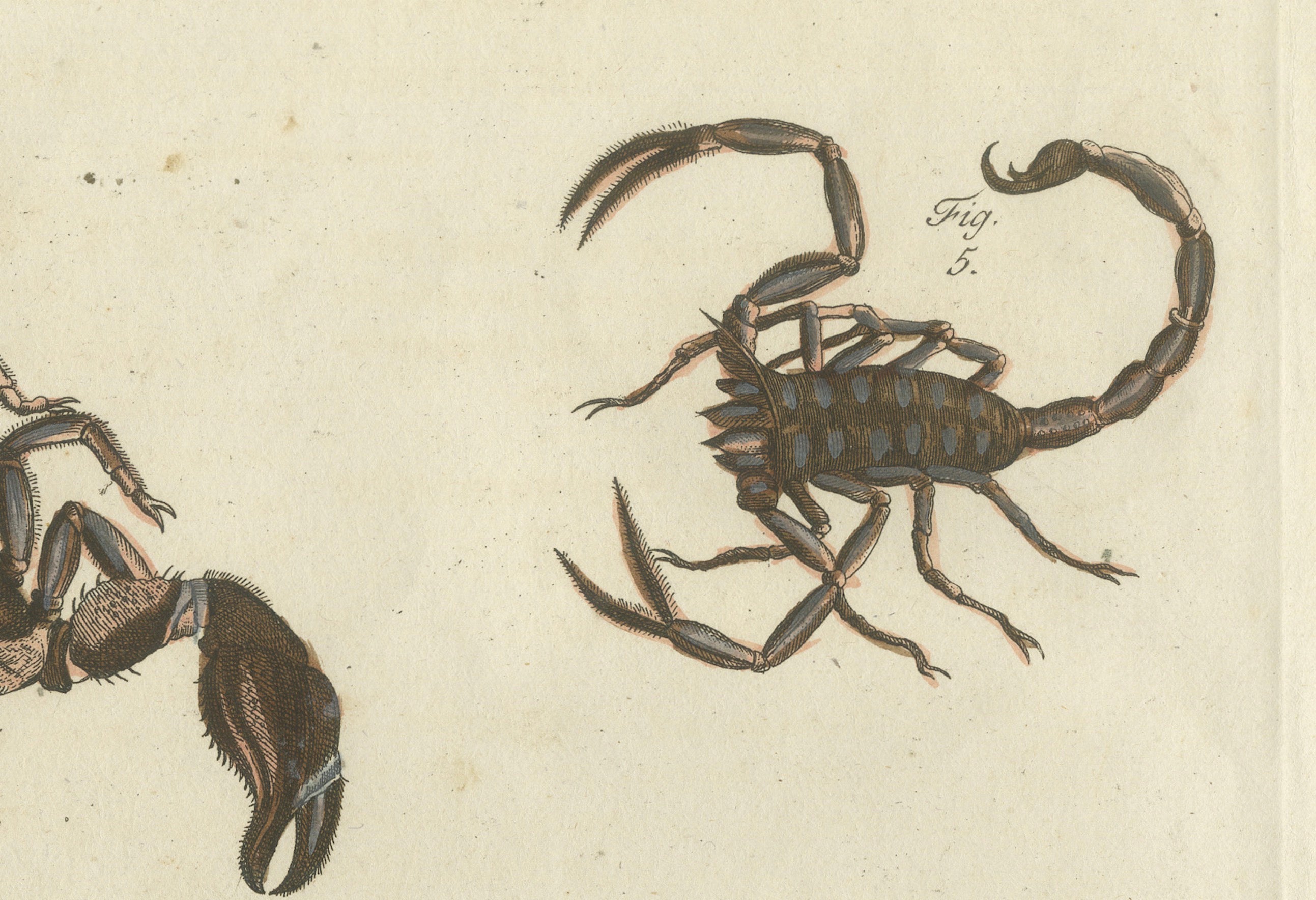 Original Antique Print of Tarantula, Spiders and Scorpions by Bertuch, c. 1790