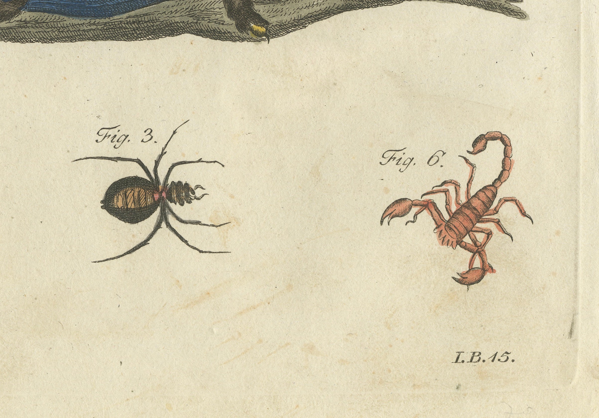 Original Antique Print of Tarantula, Spiders and Scorpions by Bertuch, c. 1790