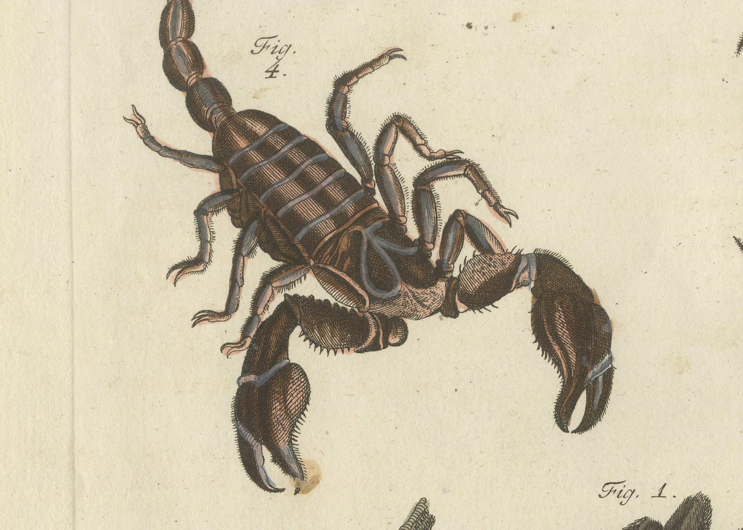 Original Antique Print of Tarantula, Spiders and Scorpions by Bertuch, c. 1790