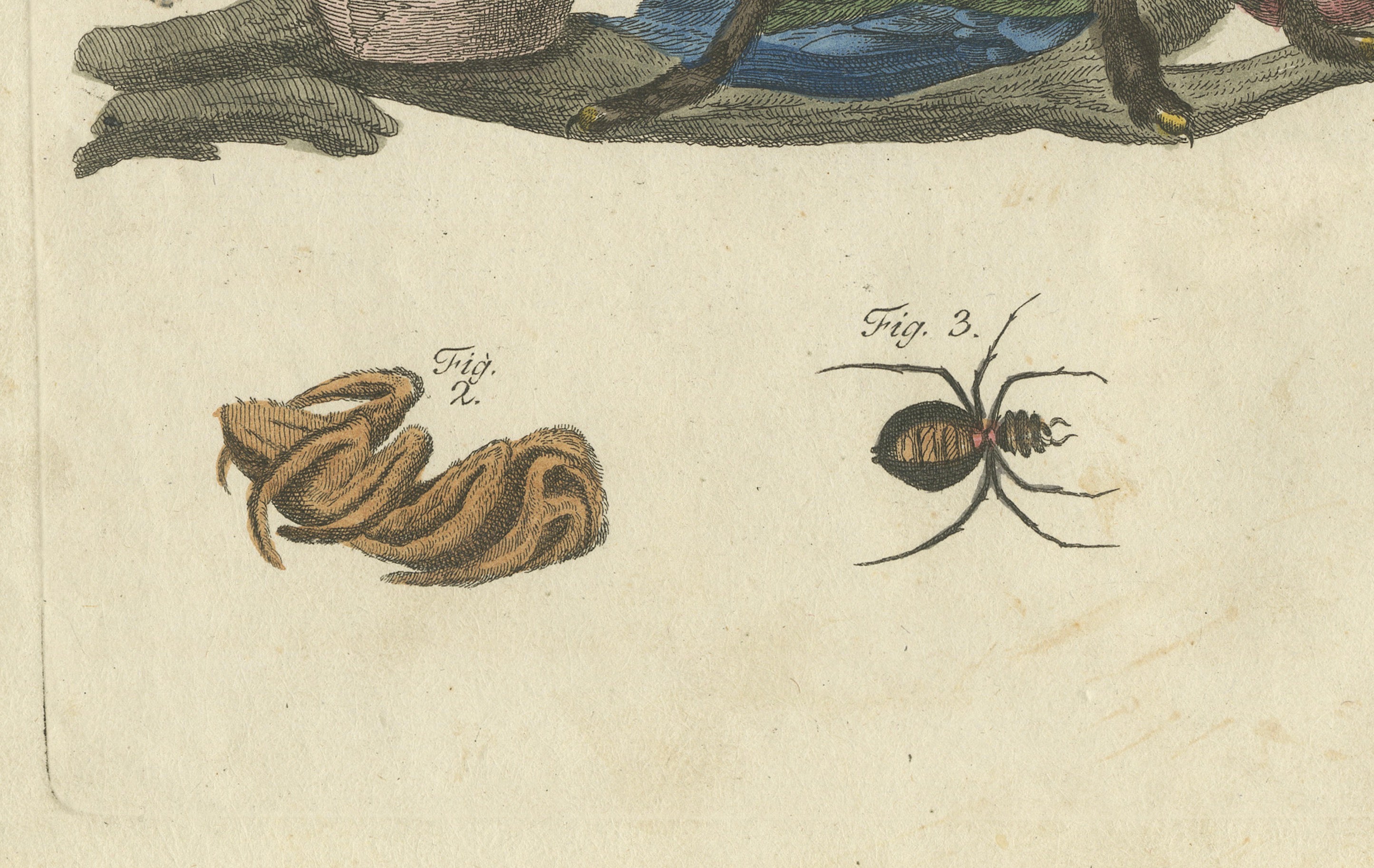 Original Antique Print of Tarantula, Spiders and Scorpions by Bertuch, c. 1790