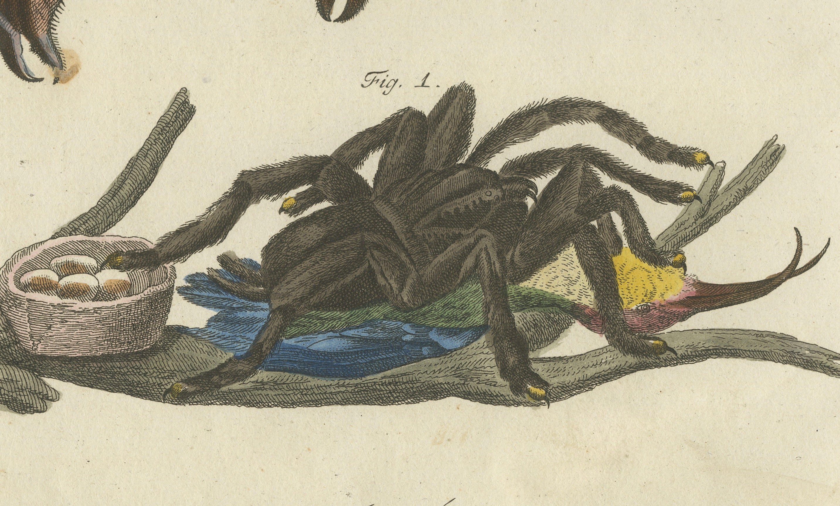Original Antique Print of Tarantula, Spiders and Scorpions by Bertuch, c. 1790
