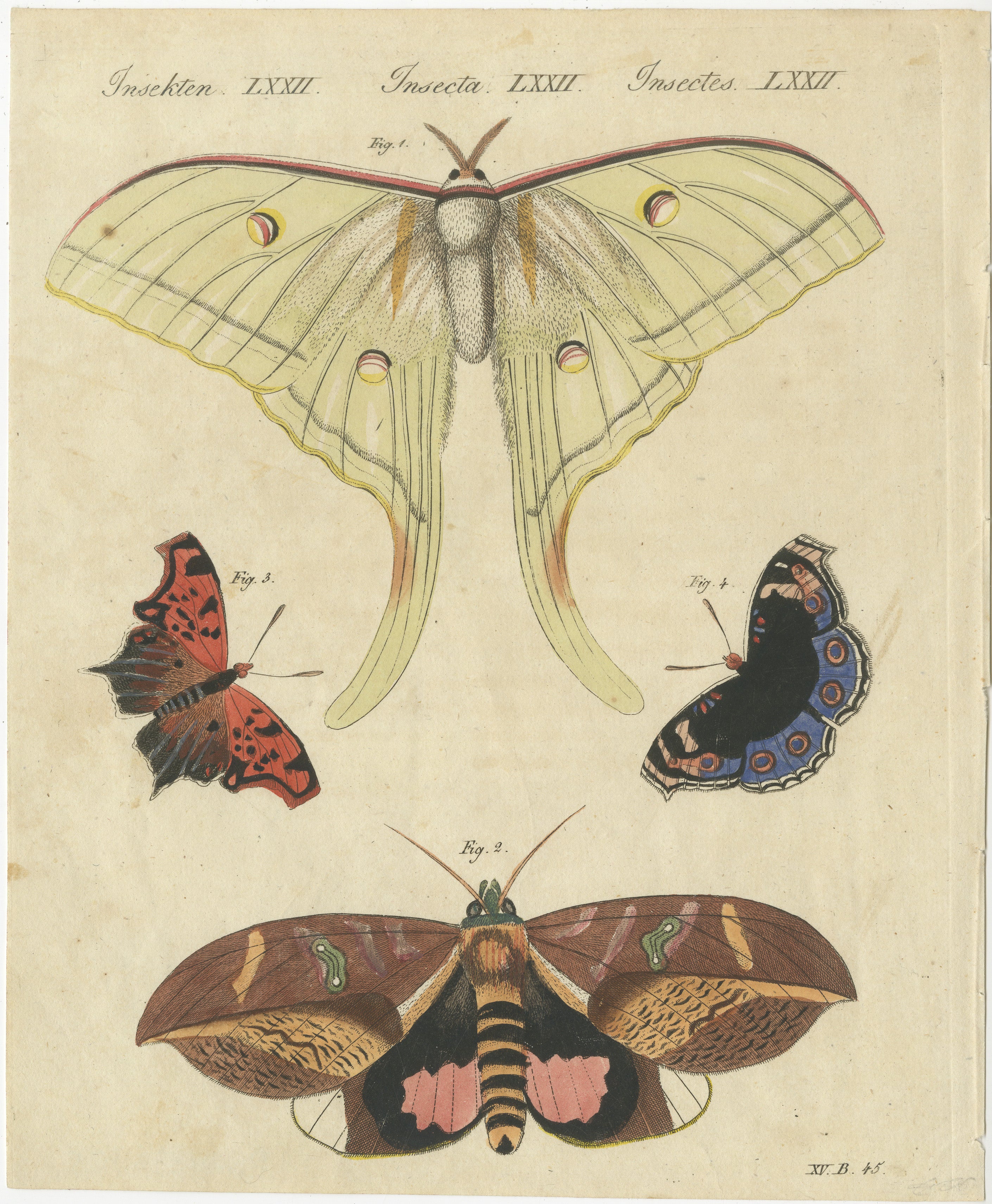 Original Antique Print of Exotic Moths and Butterflies by Bertuch, c. 1820 For Sale