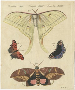 Original Antique Print of Exotic Moths and Butterflies by Bertuch, c. 1820