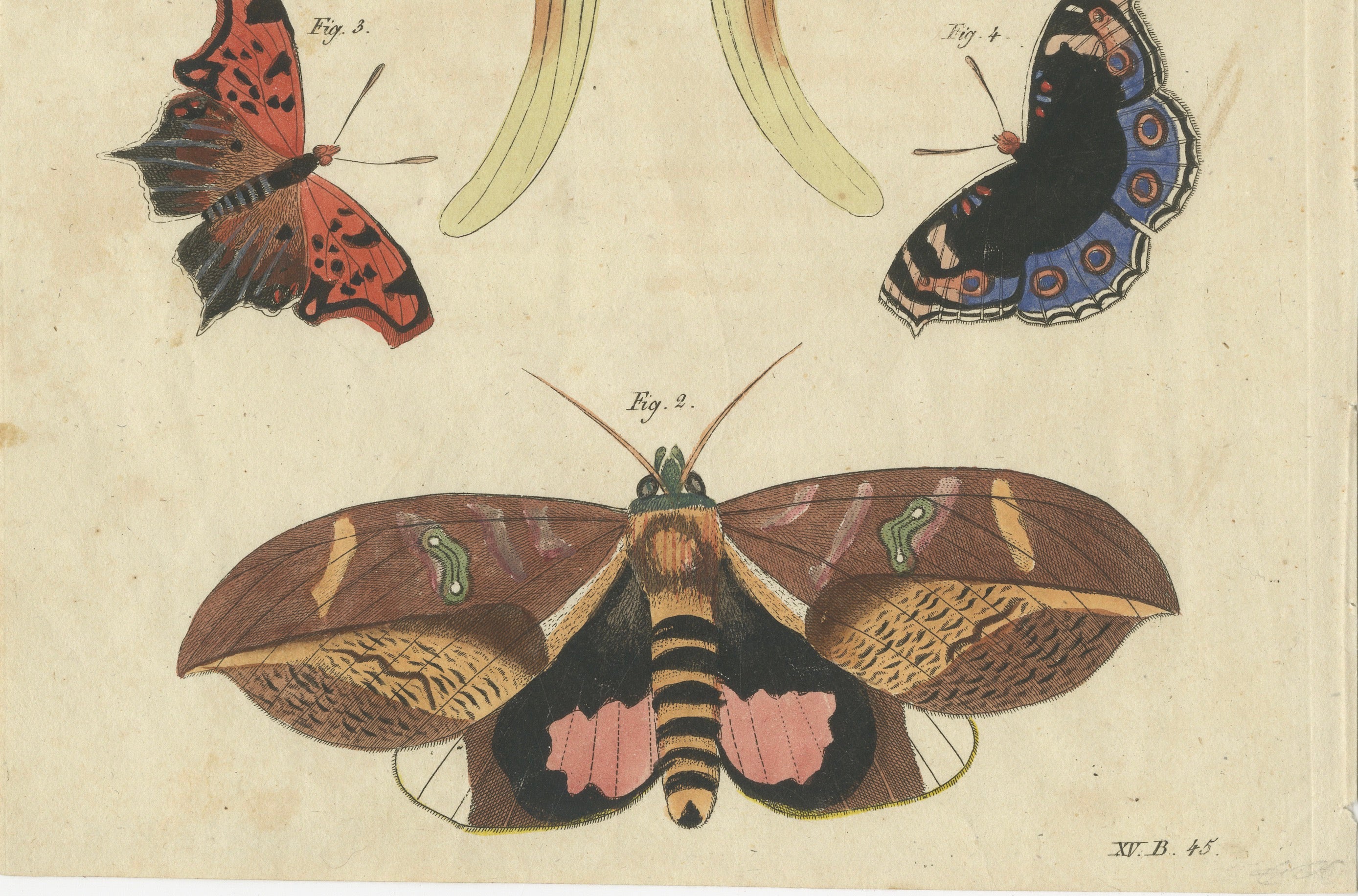 Original Antique Print of Exotic Moths and Butterflies by Bertuch, c. 1820