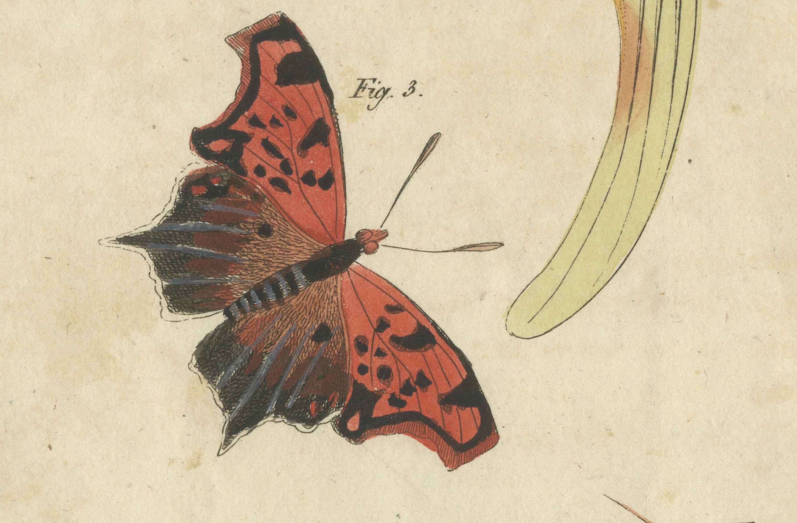 Original Antique Print of Exotic Moths and Butterflies by Bertuch, c. 1820
