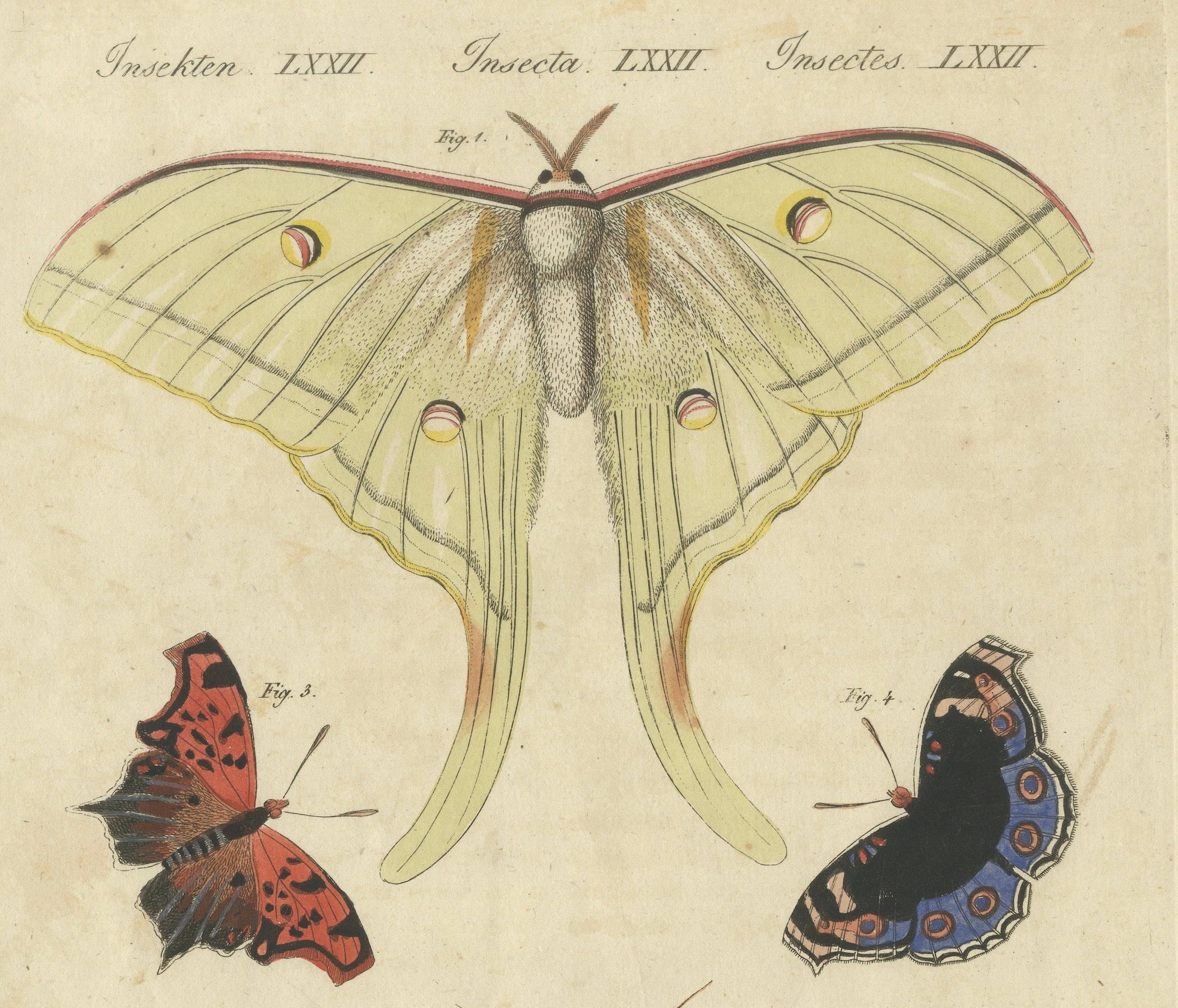 Original Antique Print of Exotic Moths and Butterflies by Bertuch, c. 1820