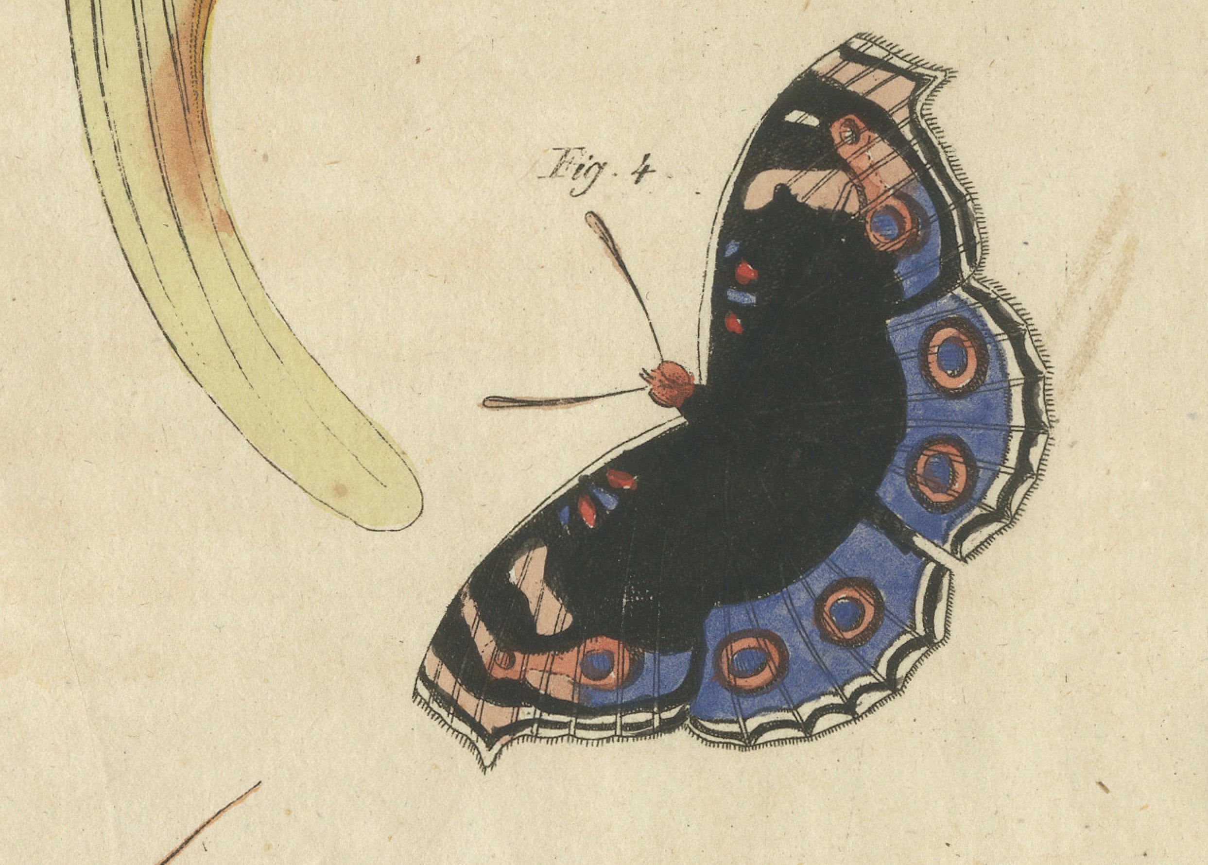 Original Antique Print of Exotic Moths and Butterflies by Bertuch, c. 1820