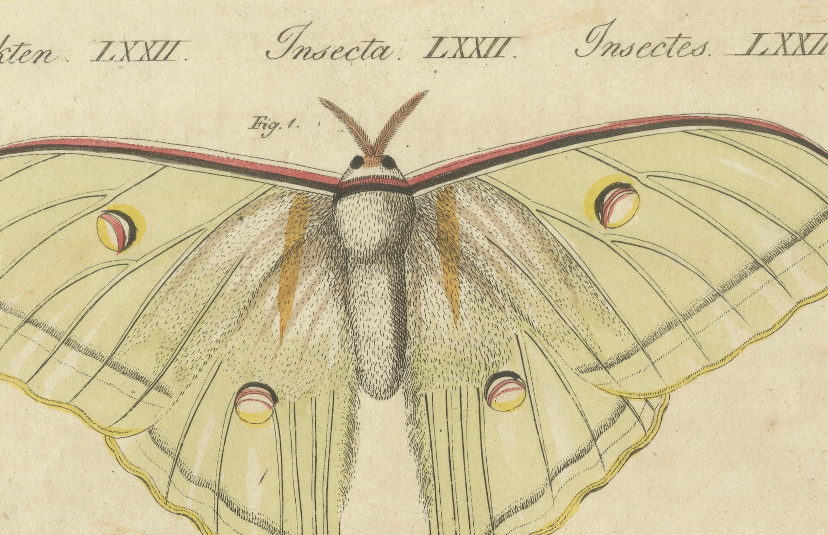 Original Antique Print of Exotic Moths and Butterflies by Bertuch, c. 1820