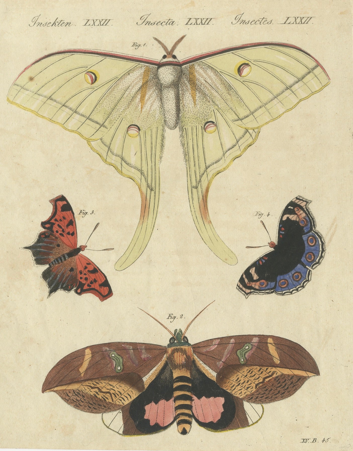 Original Antique Print of Exotic Moths and Butterflies by Bertuch, c. 1820