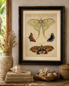Original Antique Print of Exotic Moths and Butterflies by Bertuch, c. 1820