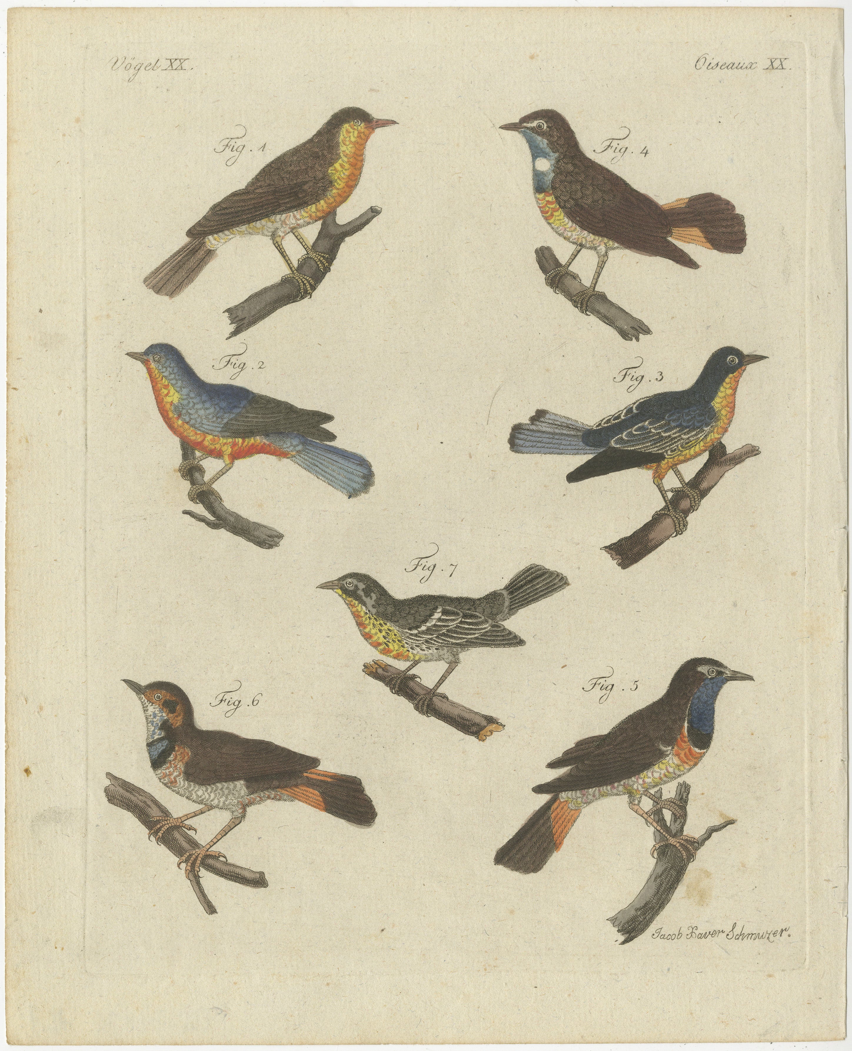 Original Antique Print of Seven Robins, Bluethroats and Yellowthroats, 1796