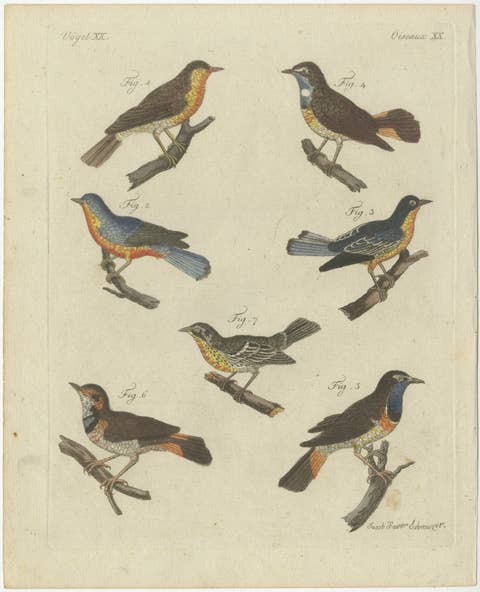 Original Antique Print of Seven Robins, Bluethroats and Yellowthroats, 1796