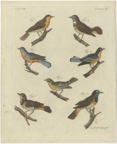 Original Antique Print of Seven Robins, Bluethroats and Yellowthroats, 1796