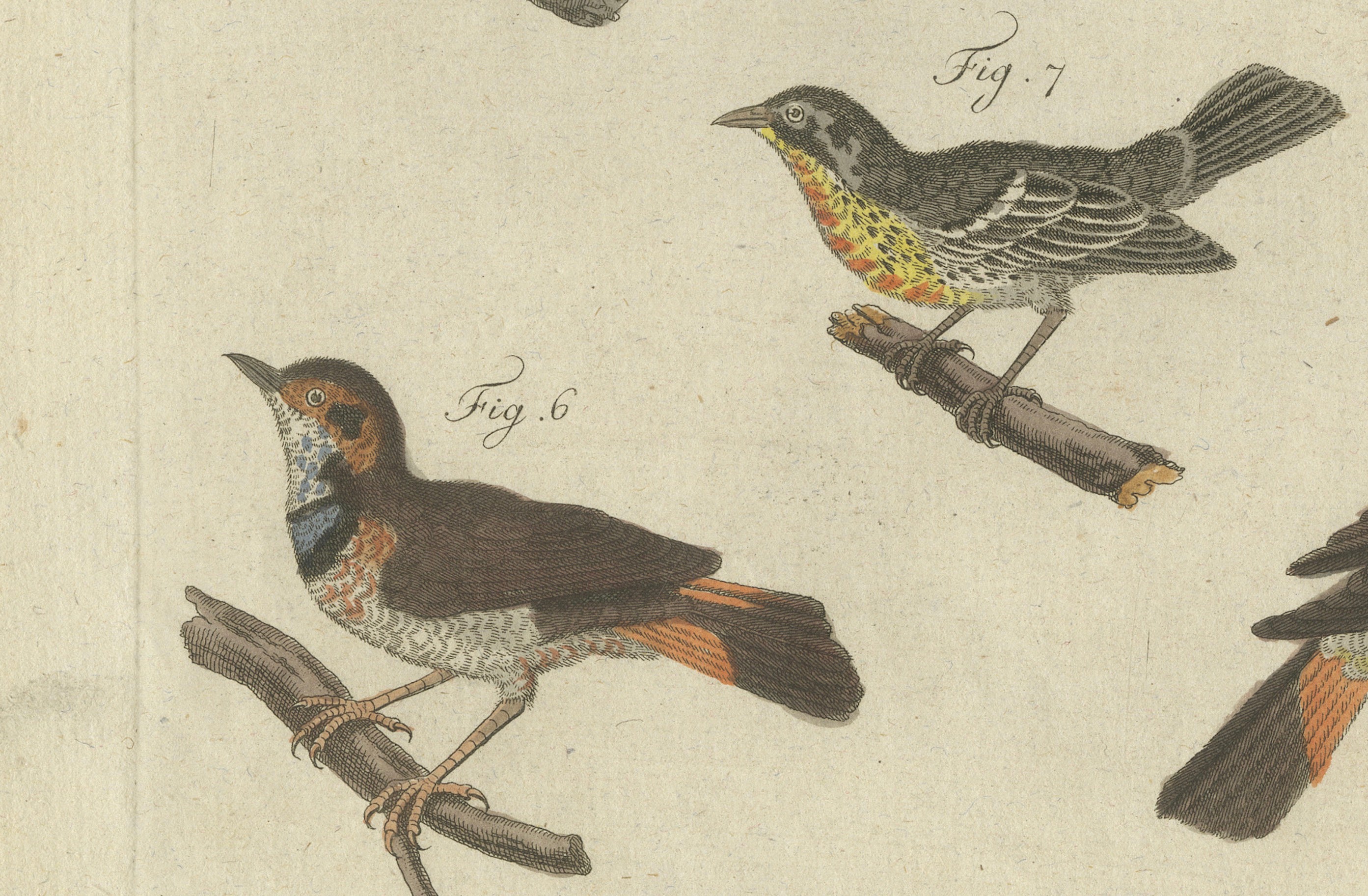 Original Antique Print of Seven Robins, Bluethroats and Yellowthroats, 1796