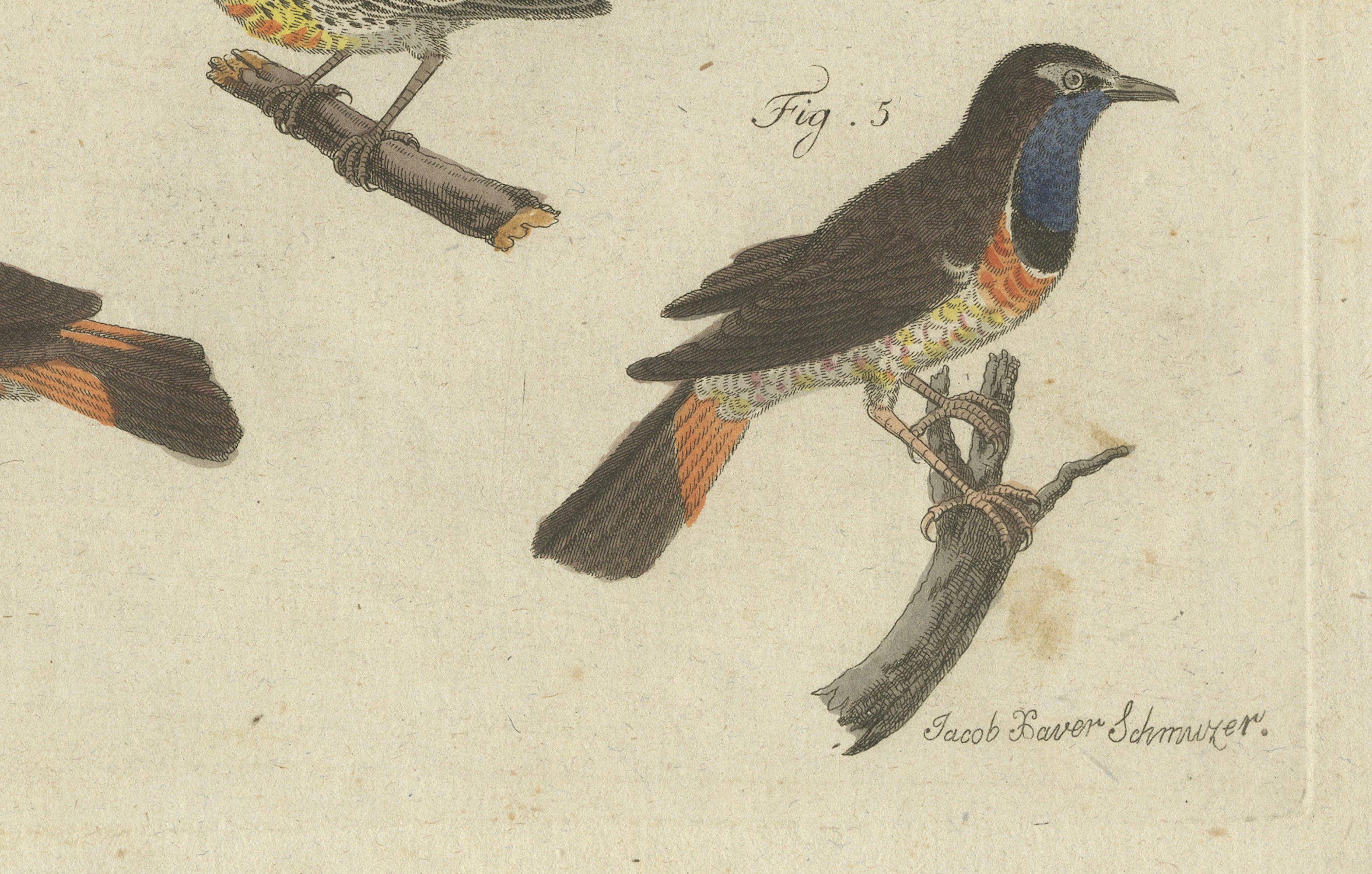 Original Antique Print of Seven Robins, Bluethroats and Yellowthroats, 1796