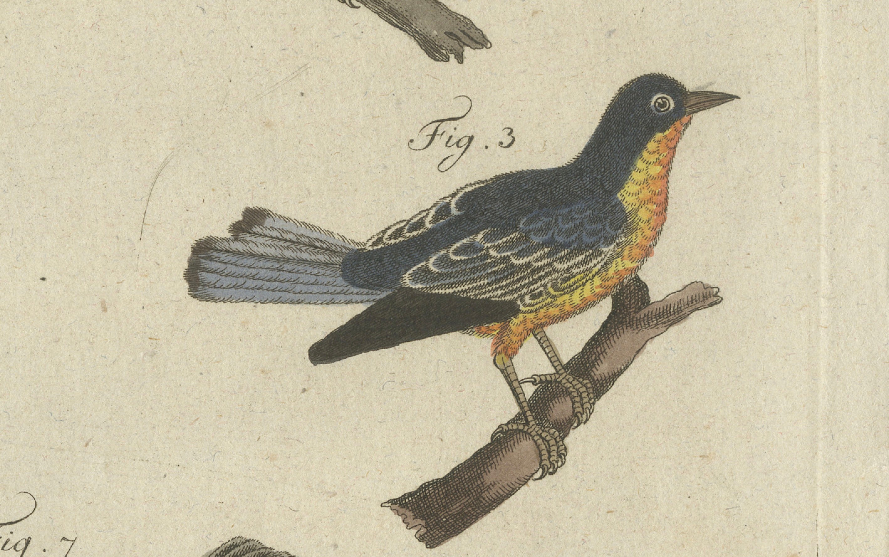 Original Antique Print of Seven Robins, Bluethroats and Yellowthroats, 1796