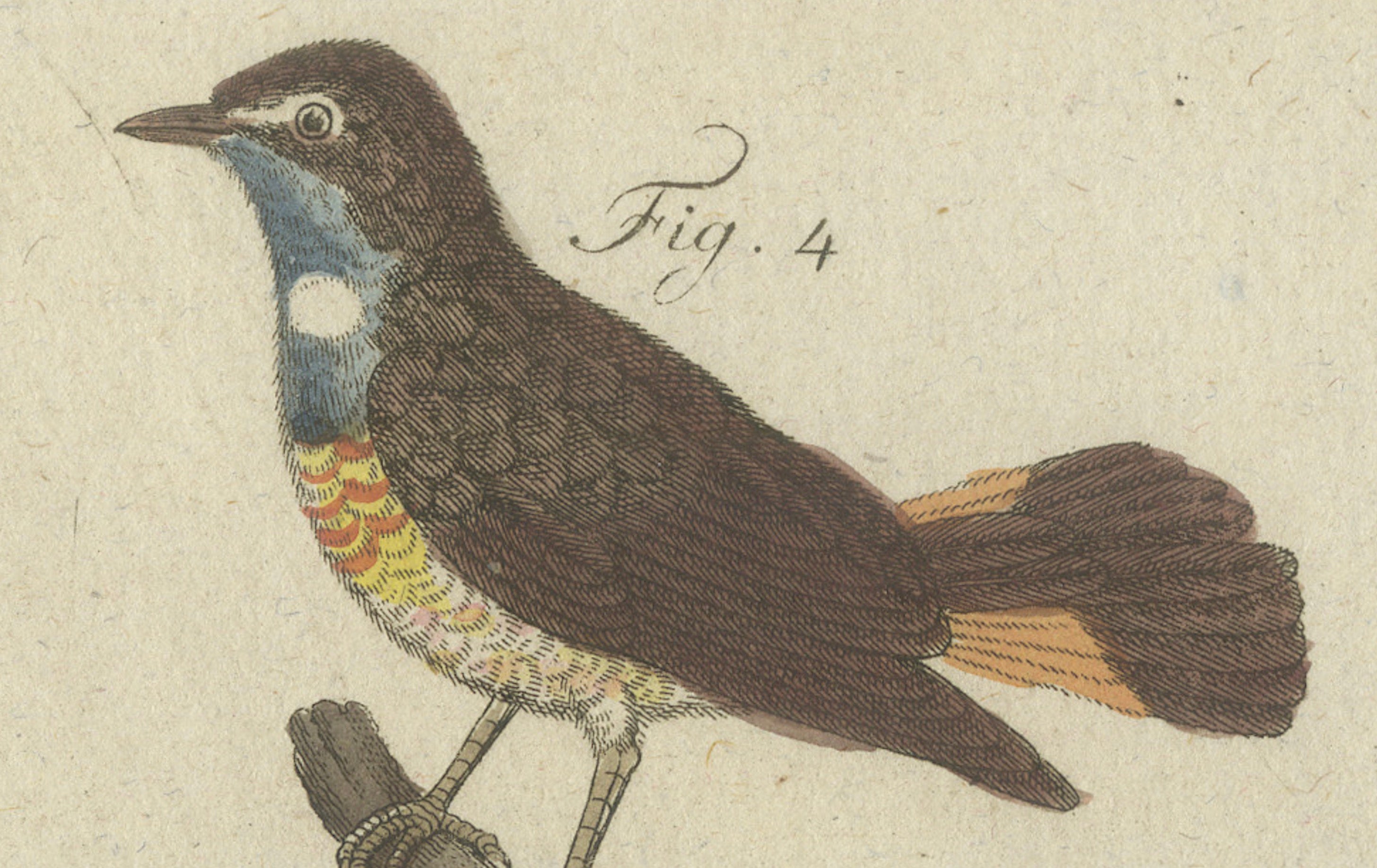 Original Antique Print of Seven Robins, Bluethroats and Yellowthroats, 1796