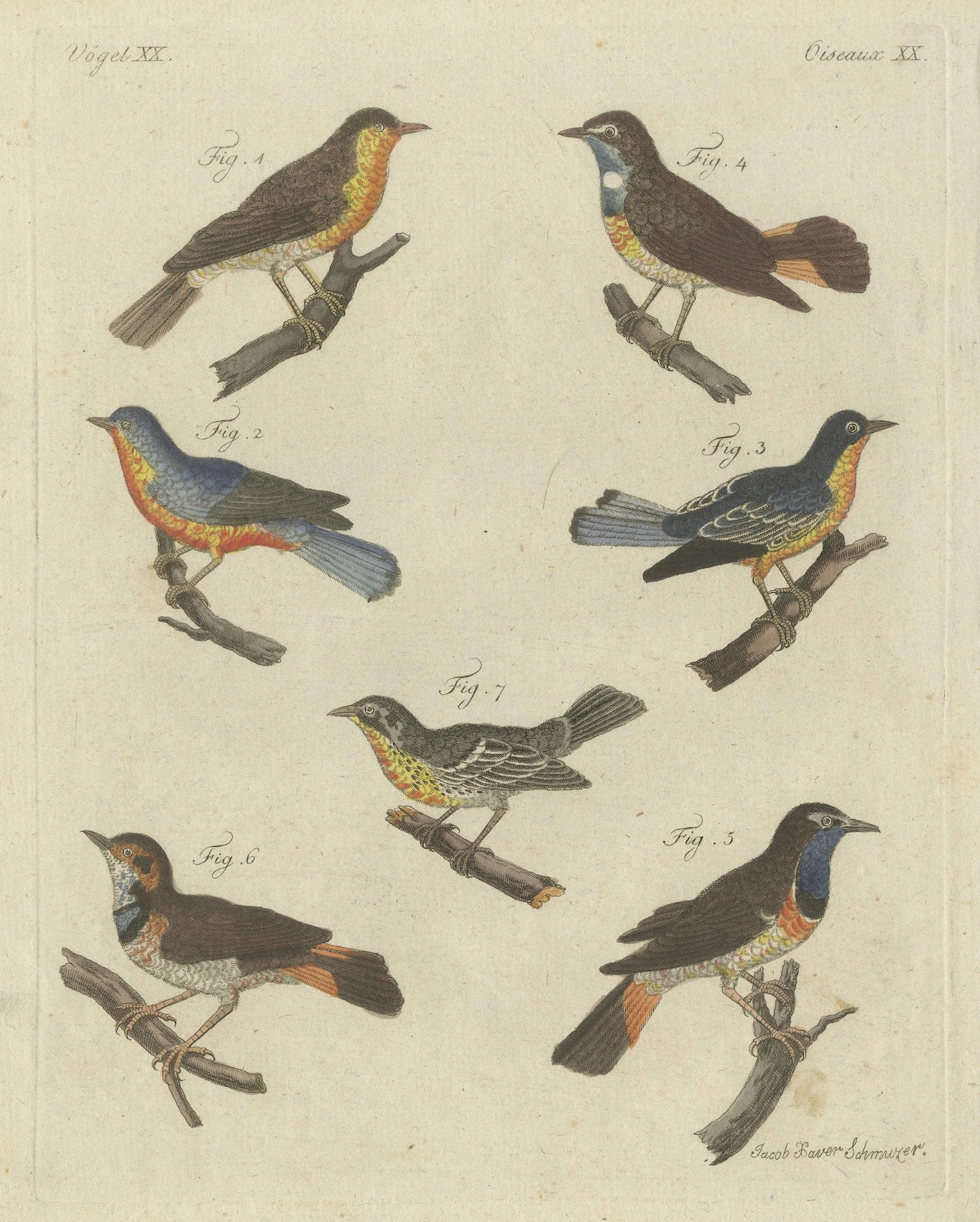 Original Antique Print of Seven Robins, Bluethroats and Yellowthroats, 1796