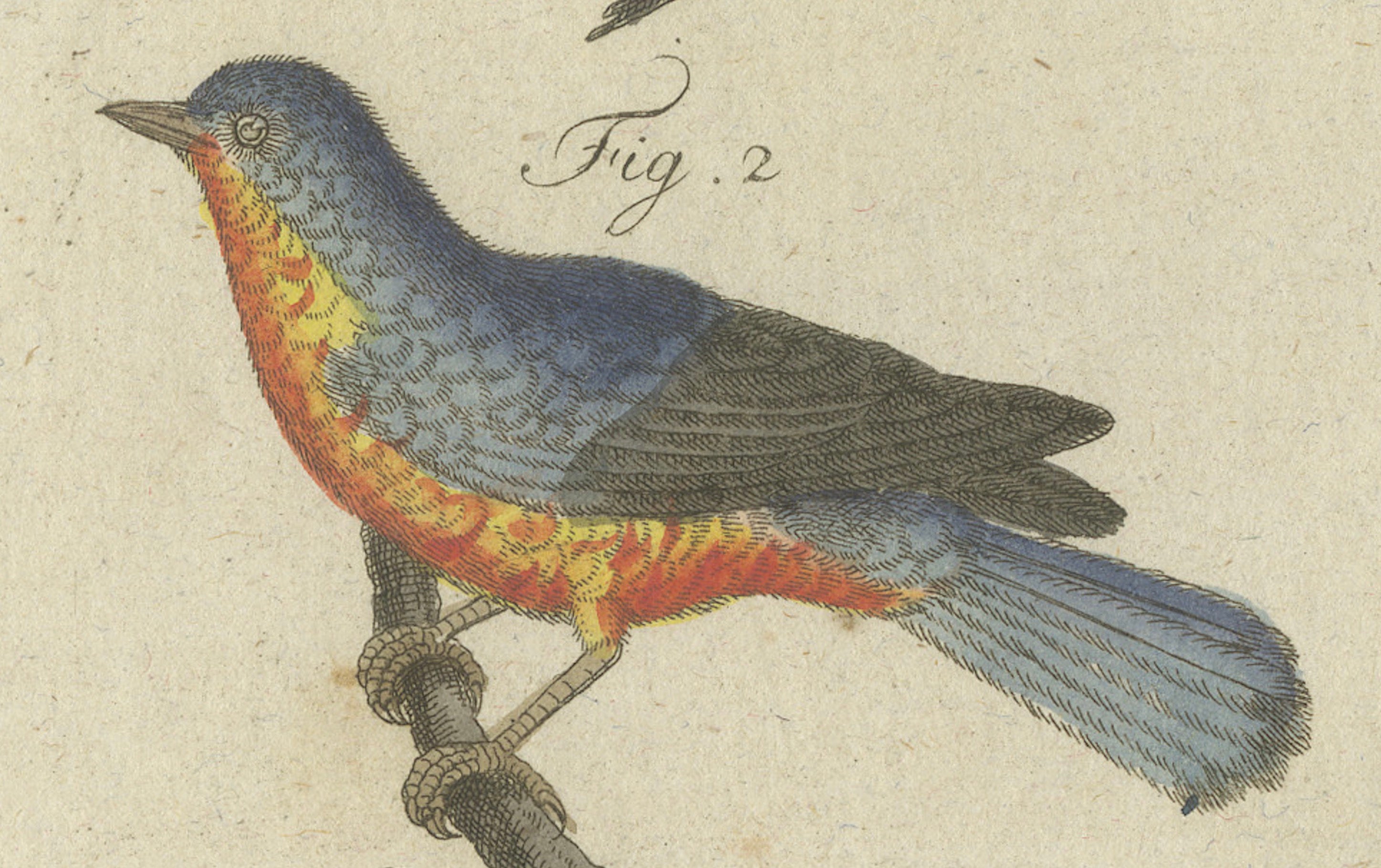 Original Antique Print of Seven Robins, Bluethroats and Yellowthroats, 1796
