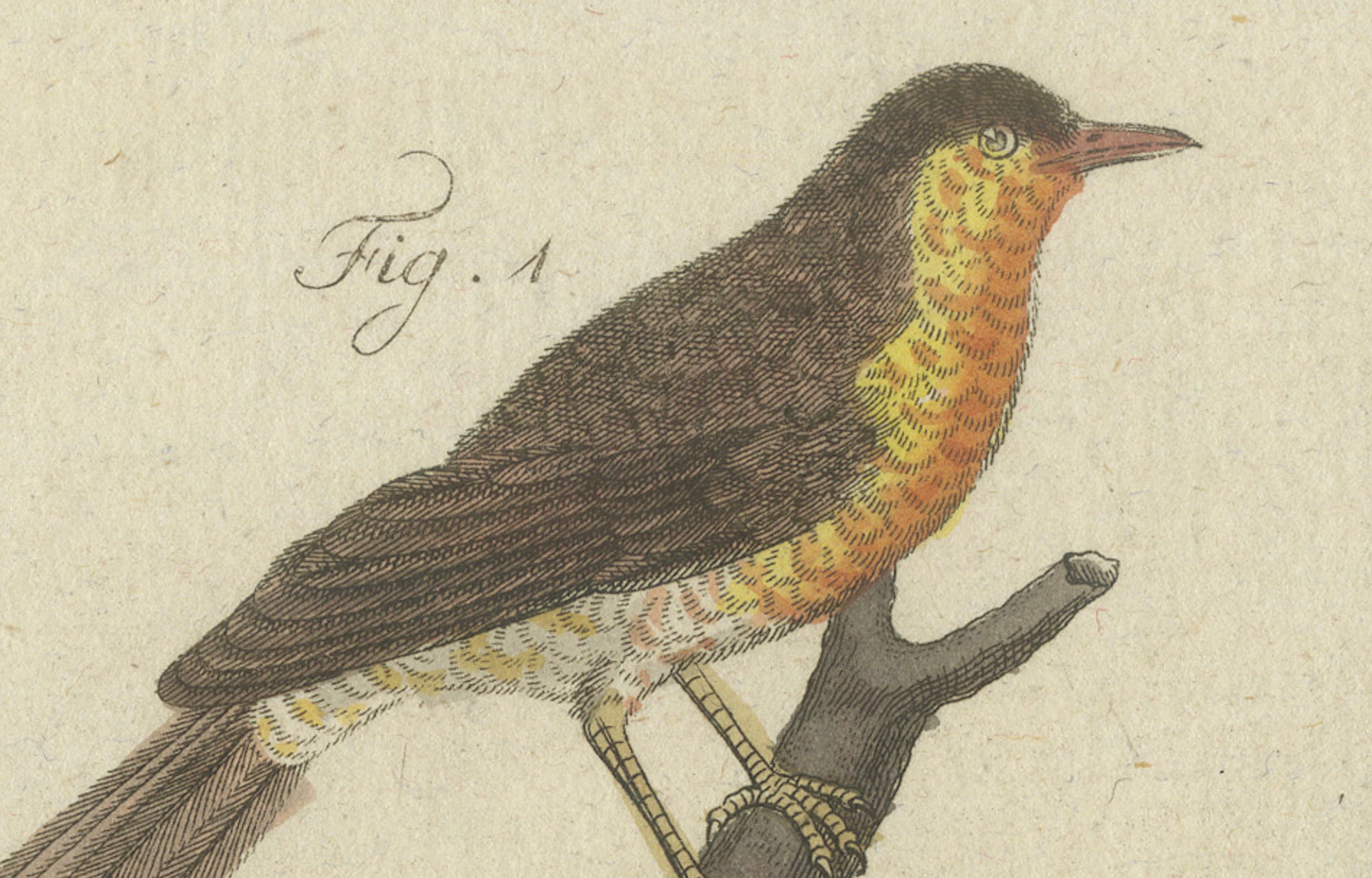 Original Antique Print of Seven Robins, Bluethroats and Yellowthroats, 1796