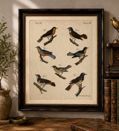 Original Antique Print of Seven Robins, Bluethroats and Yellowthroats, 1796