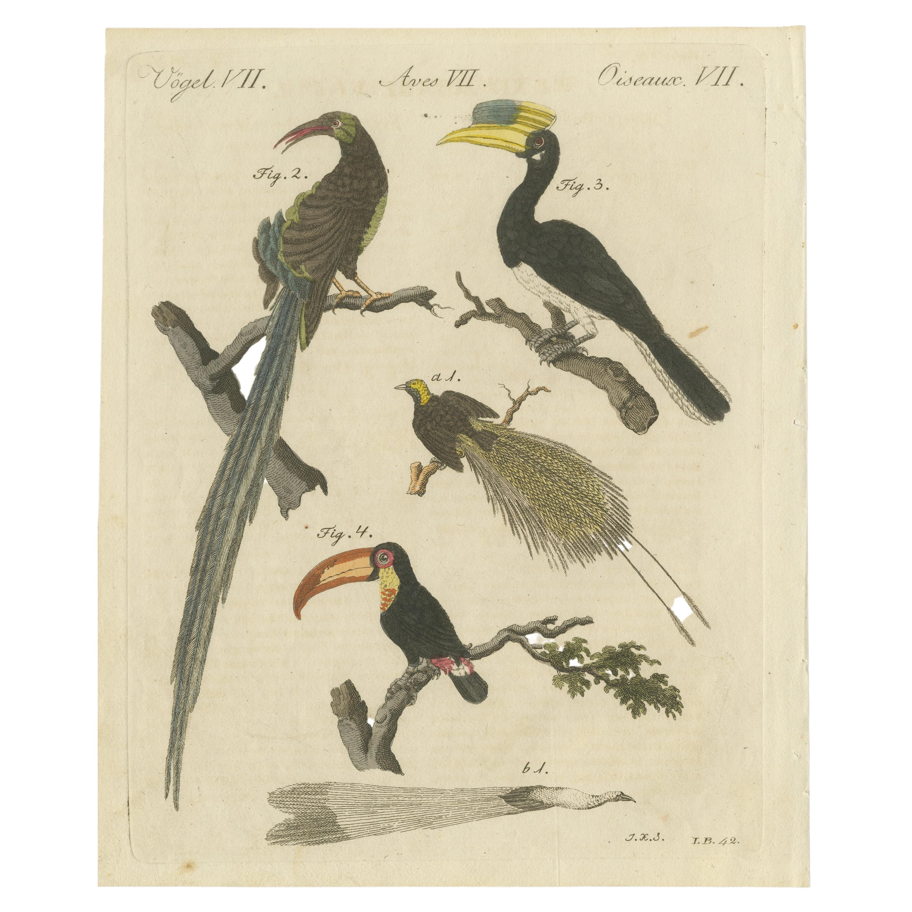 Original Antique Print of Toucan, Hornbill and Birds of Paradise, 1790