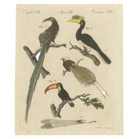 Original Antique Print of Toucan, Hornbill and Birds of Paradise, 1790