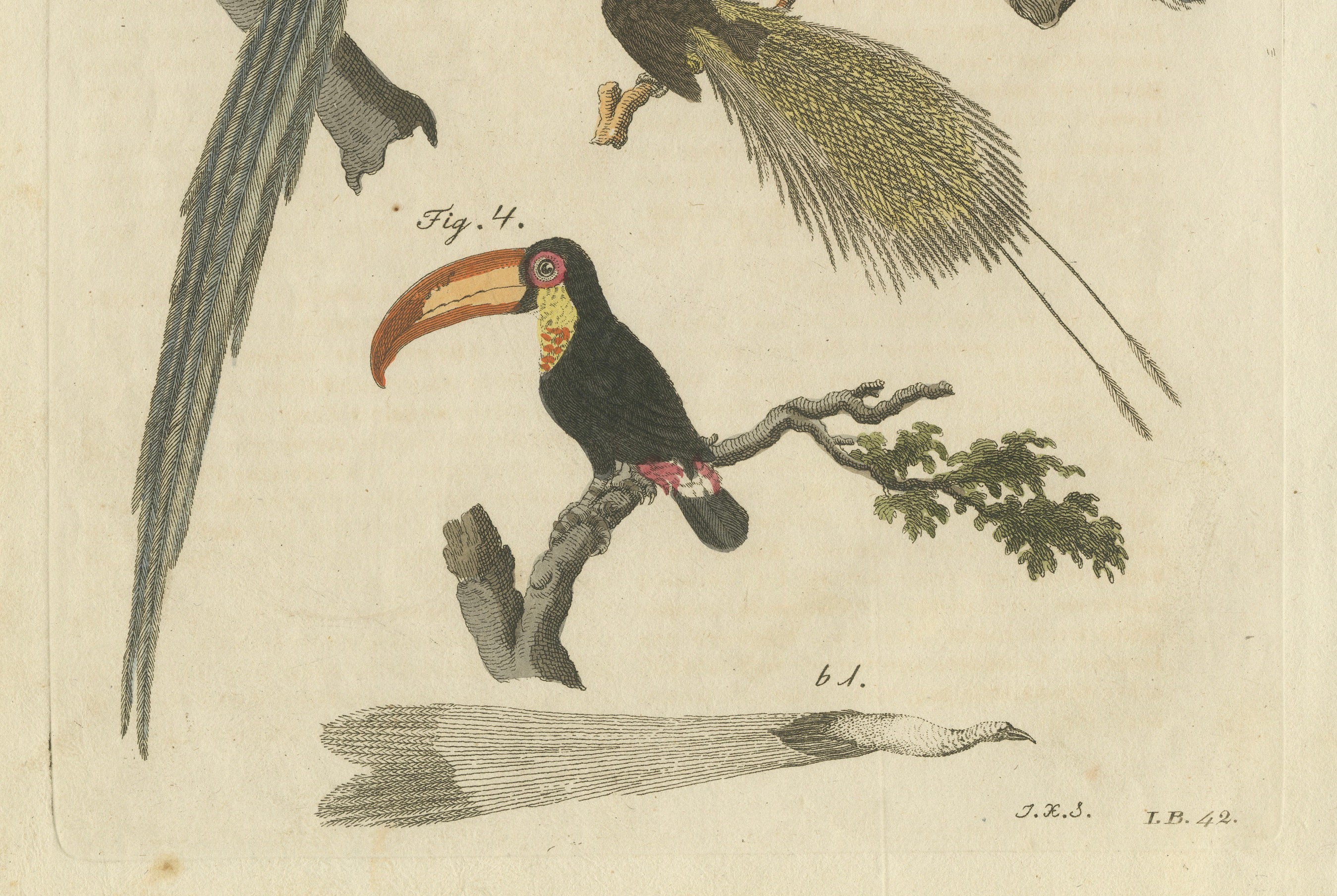 Original Antique Print of Toucan, Hornbill and Birds of Paradise, 1790