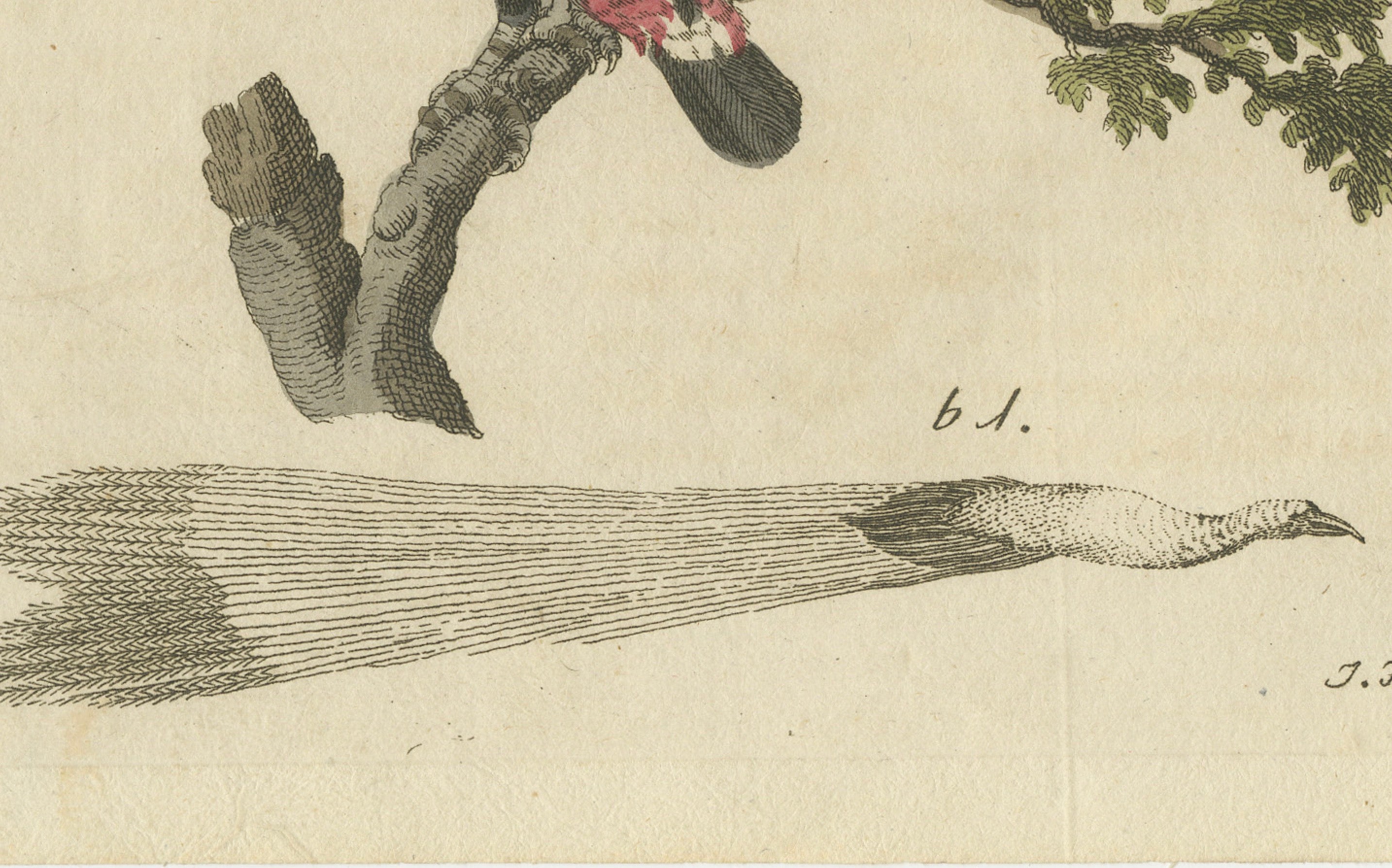 Original Antique Print of Toucan, Hornbill and Birds of Paradise, 1790