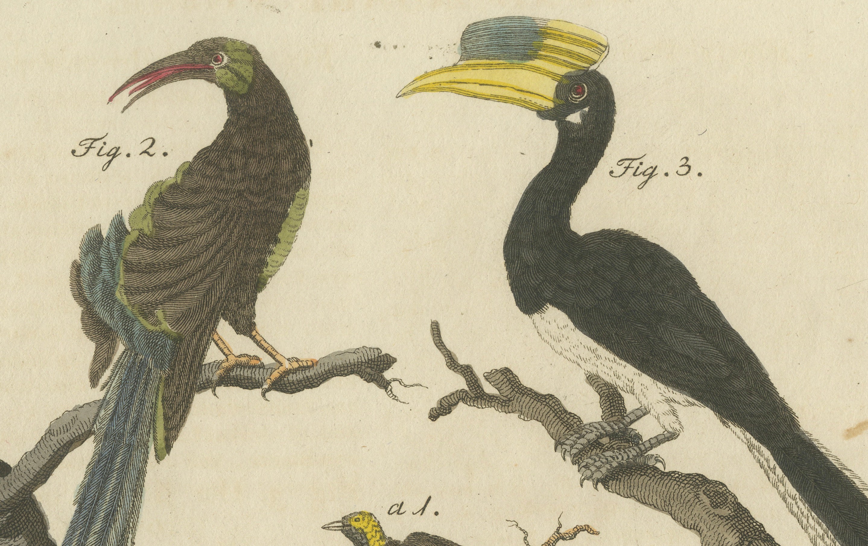 Original Antique Print of Toucan, Hornbill and Birds of Paradise, 1790