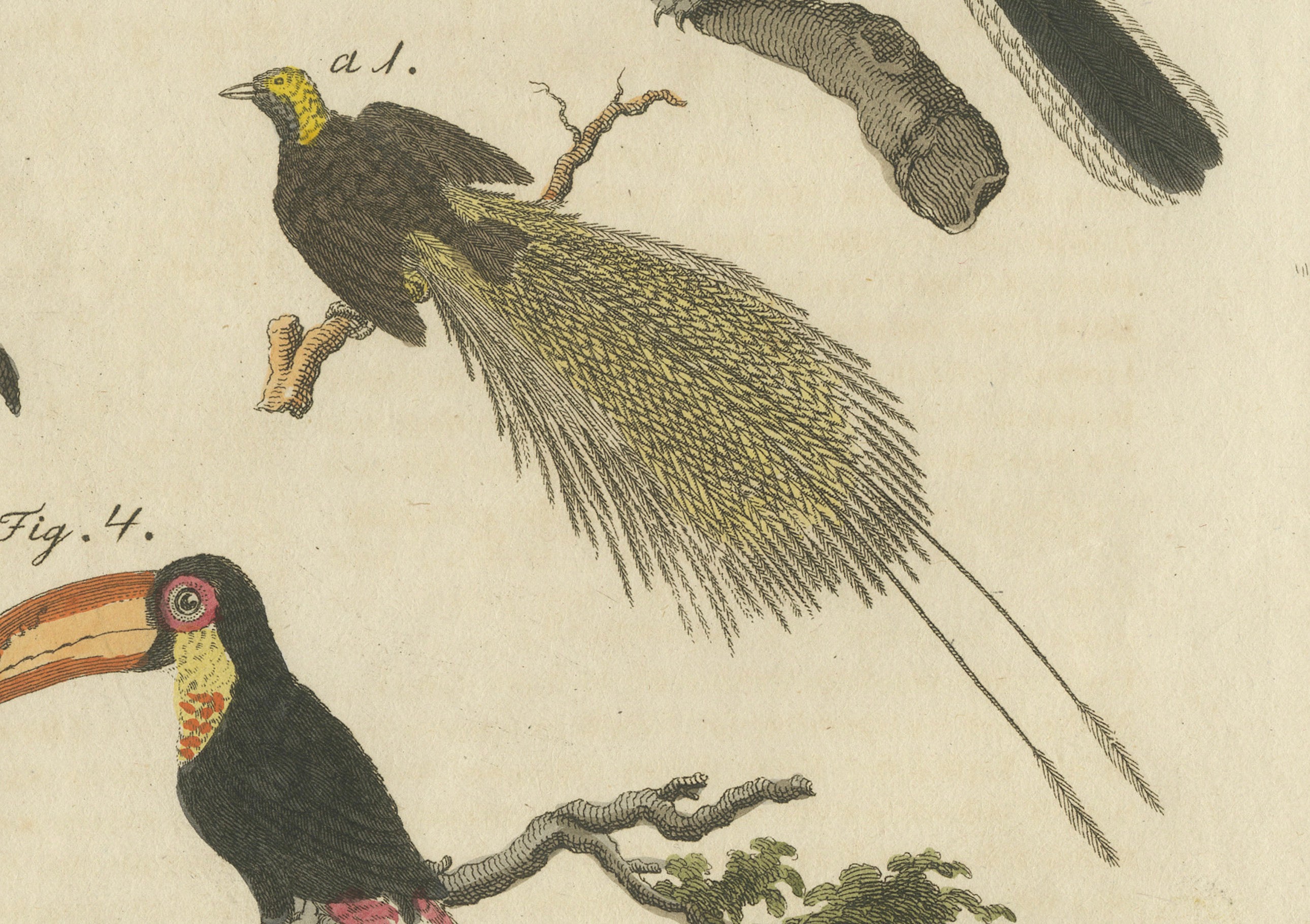 Original Antique Print of Toucan, Hornbill and Birds of Paradise, 1790