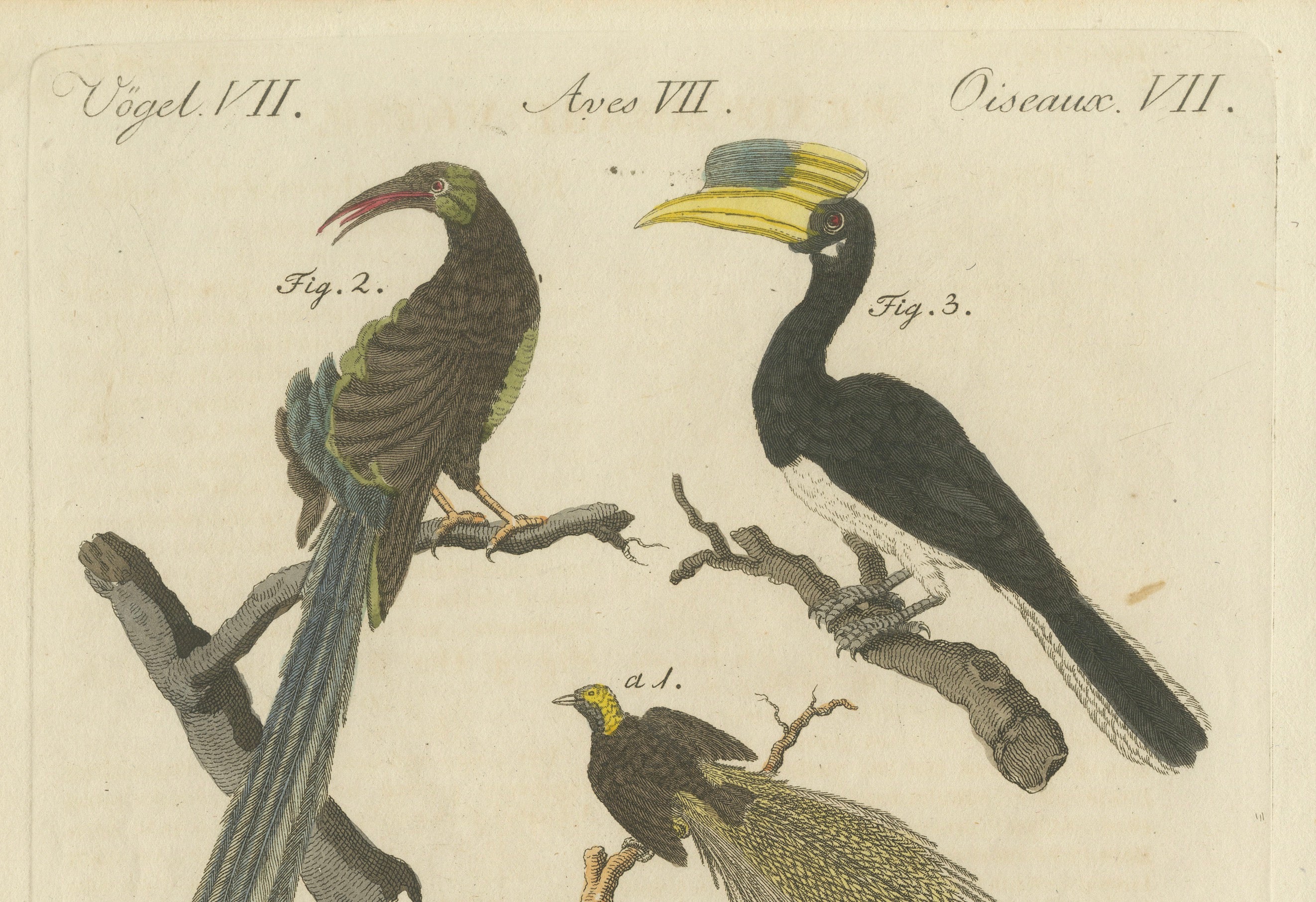 Original Antique Print of Toucan, Hornbill and Birds of Paradise, 1790