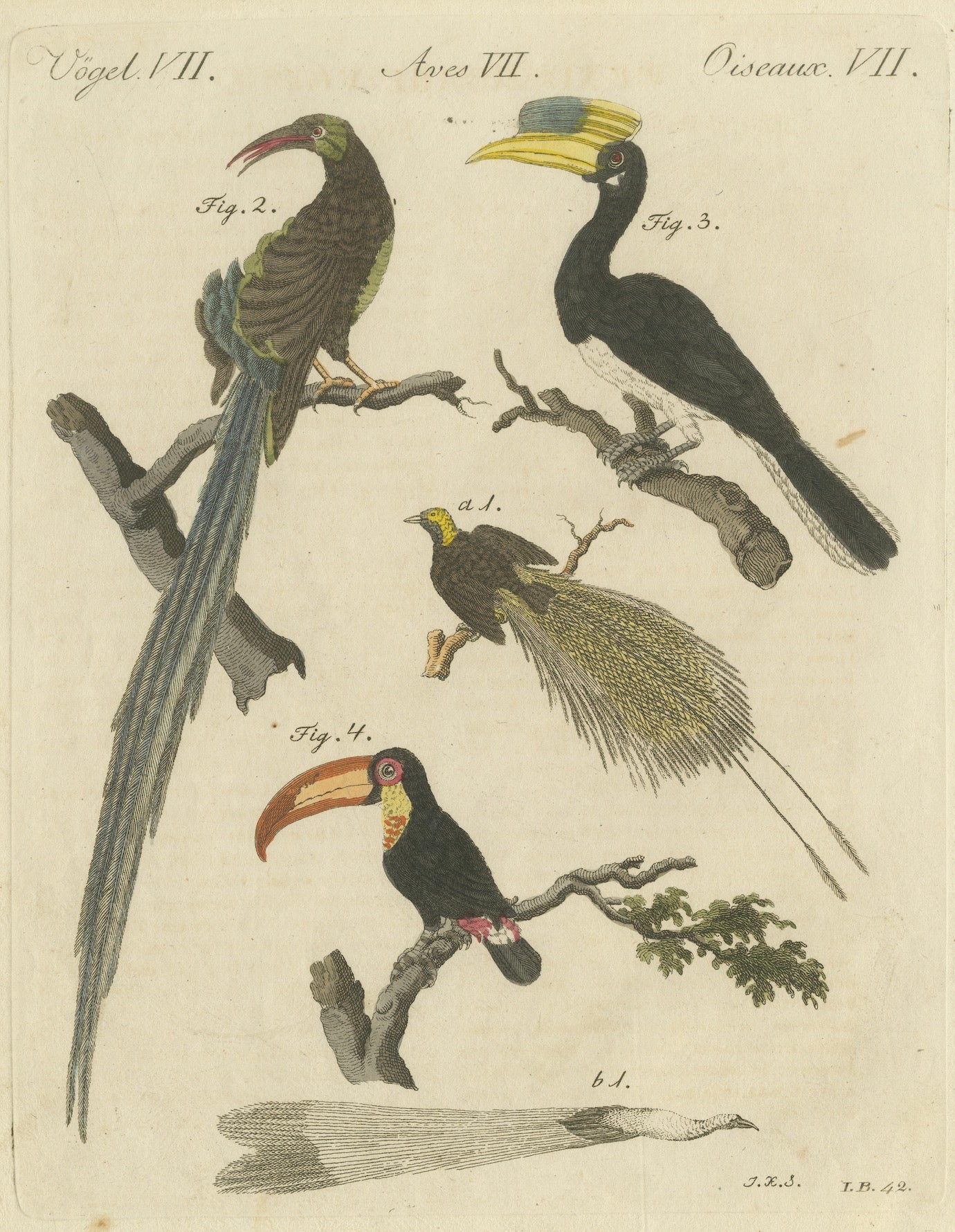 Original Antique Print of Toucan, Hornbill and Birds of Paradise, 1790