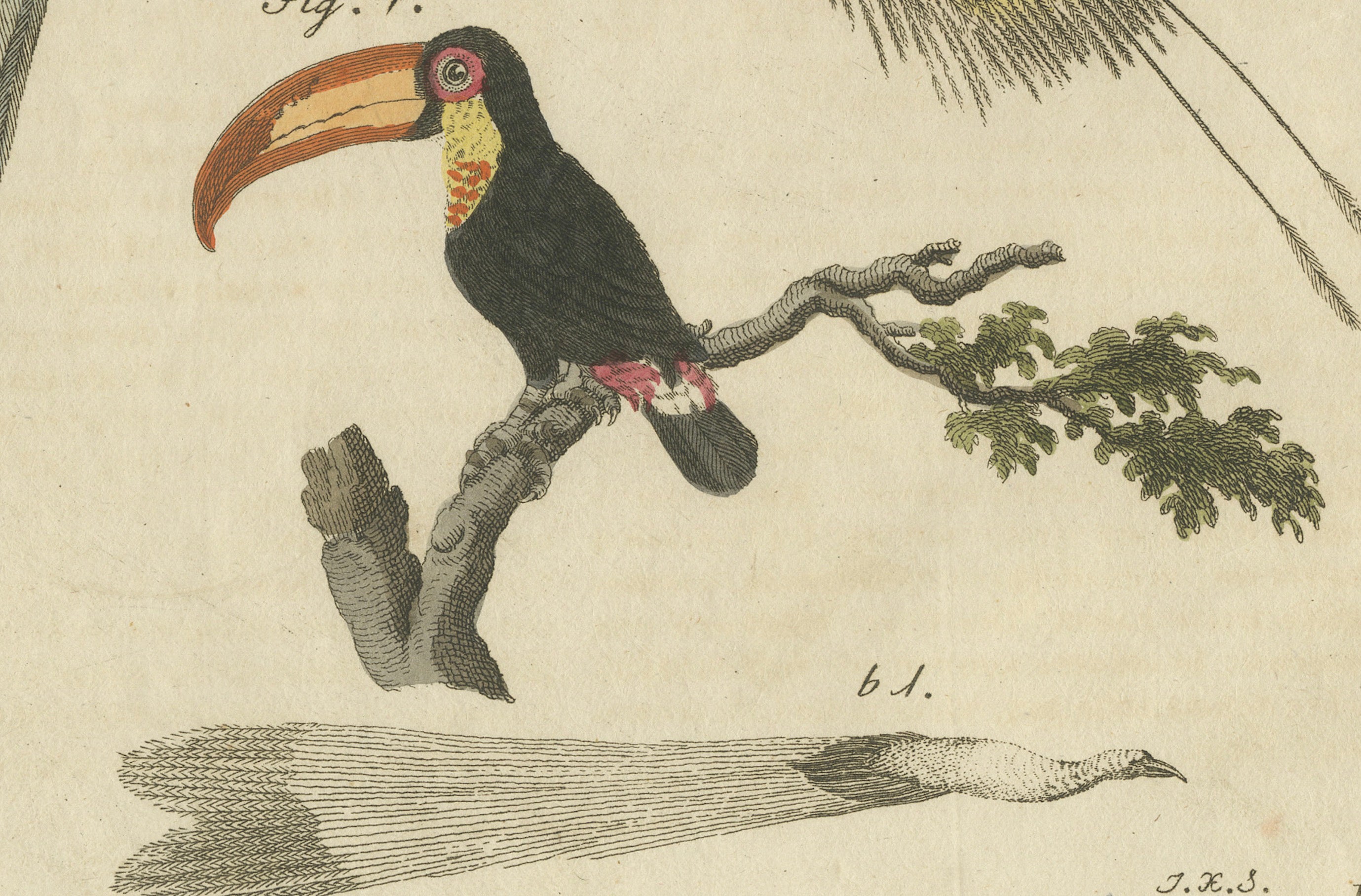 Original Antique Print of Toucan, Hornbill and Birds of Paradise, 1790
