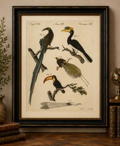 Original Antique Print of Toucan, Hornbill and Birds of Paradise, 1790