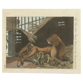 Original Antique Print of a Lioness and Her Cubs by Bertuch, 1810, view 3