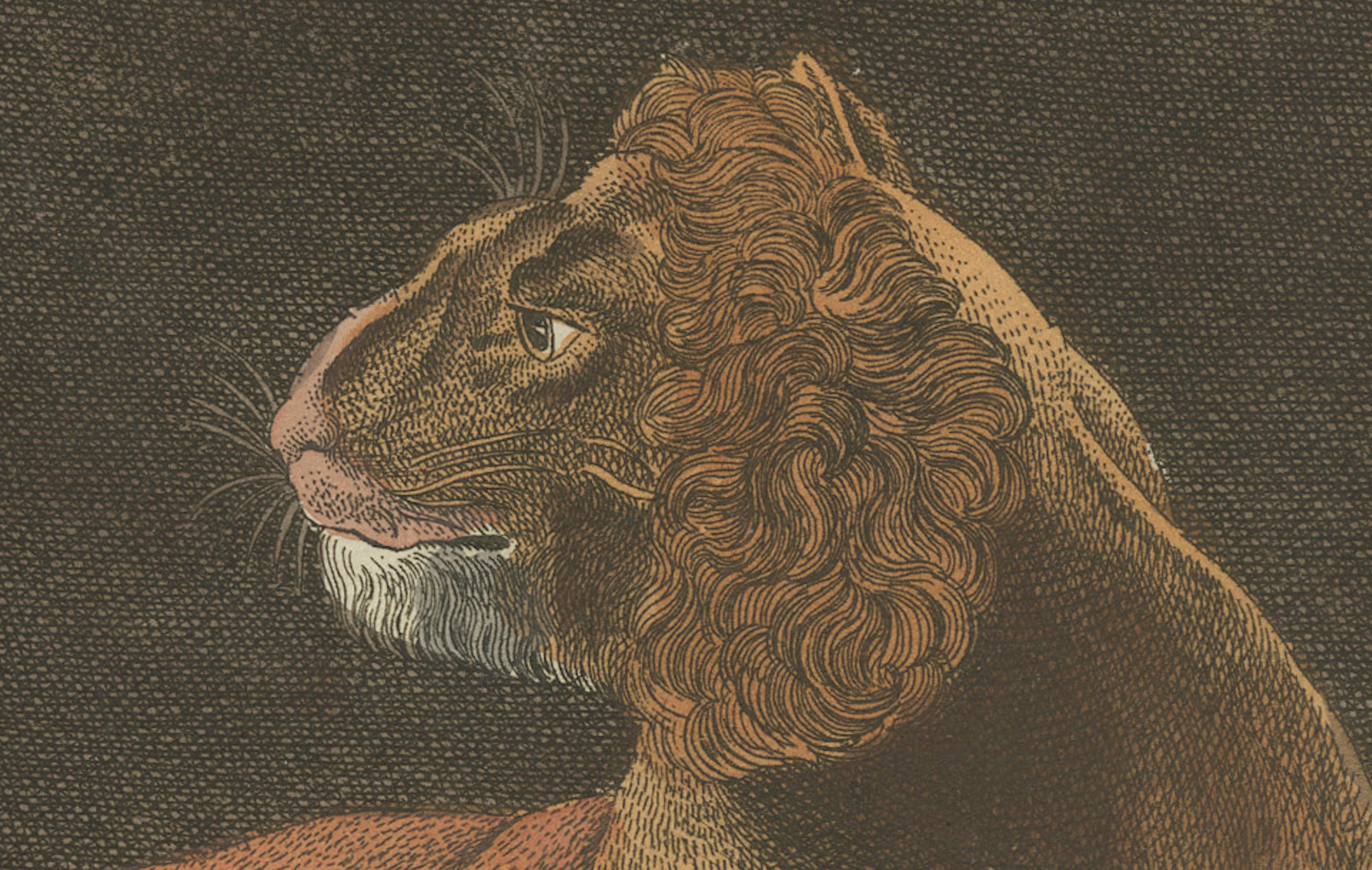 Original Antique Print of a Lioness and Her Cubs by Bertuch, 1810
