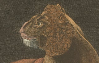 Original Antique Print of a Lioness and Her Cubs by Bertuch, 1810, view 4