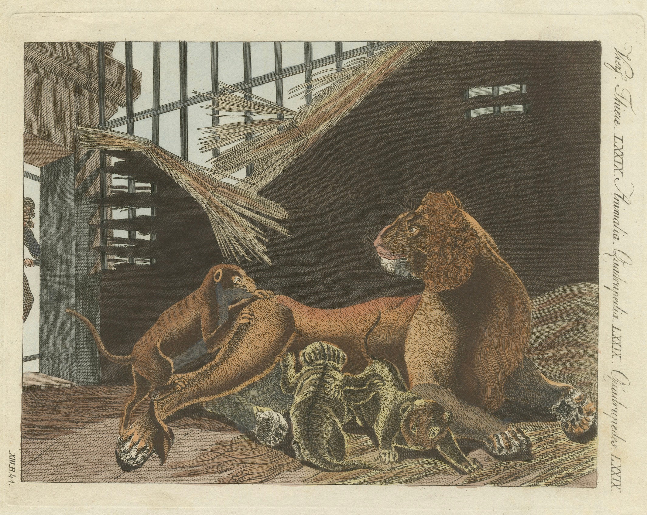 Original Antique Print of a Lioness and Her Cubs by Bertuch, 1810